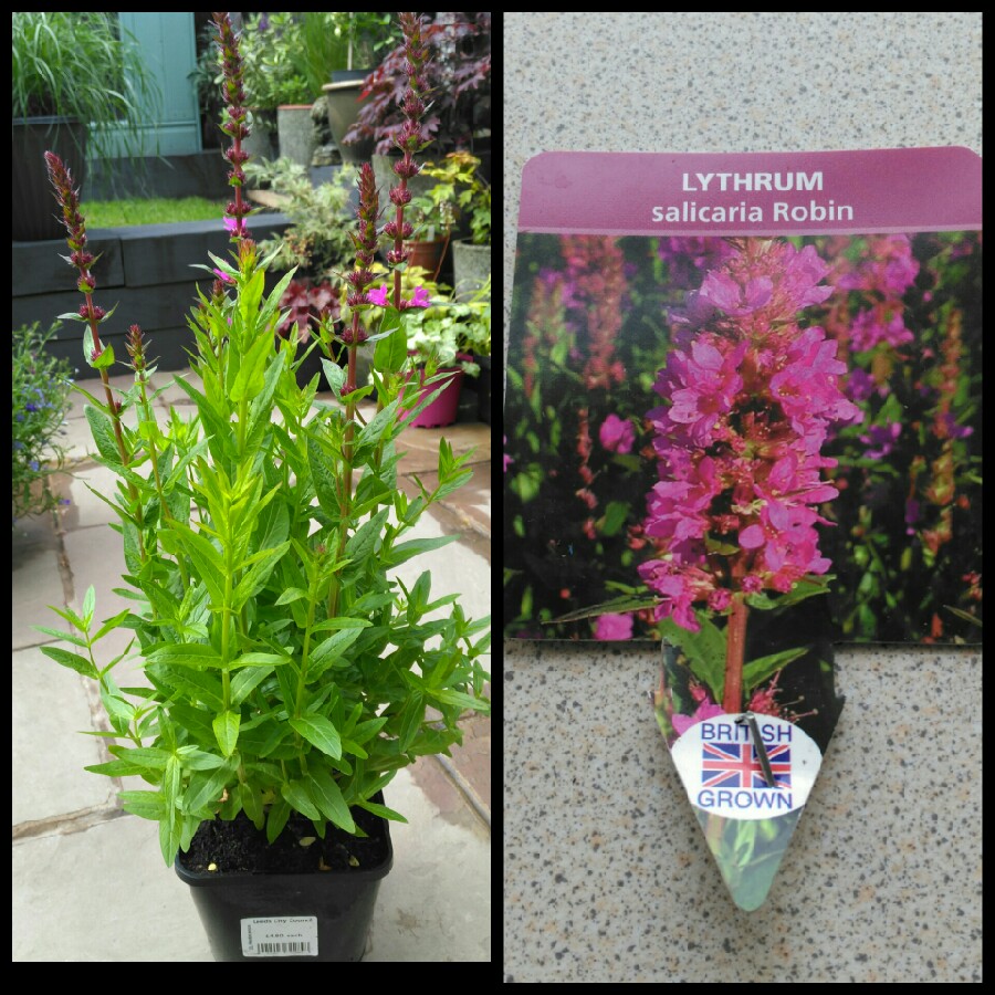 Lythrum salicaria