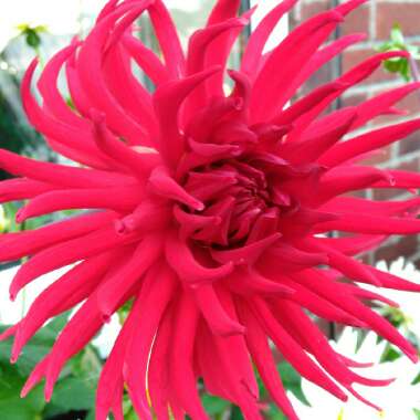 Dahlia (Border Varieties)