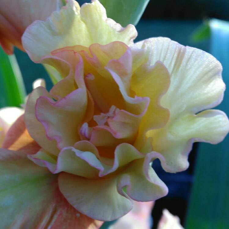 Plant image Gladiolus 'Magic Ruffle'