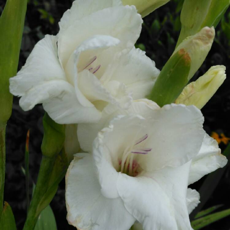 plant image 234209