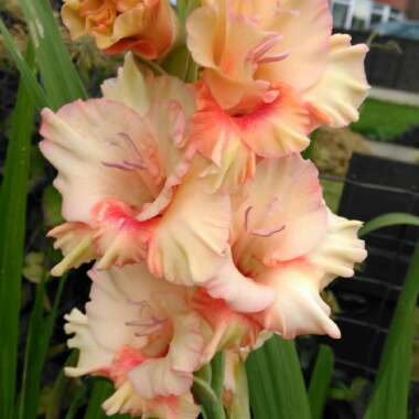 Gladiolus 'Magic Ruffle'