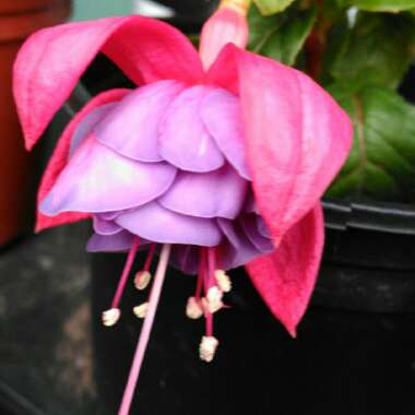 Fuchsia 'Cecile'