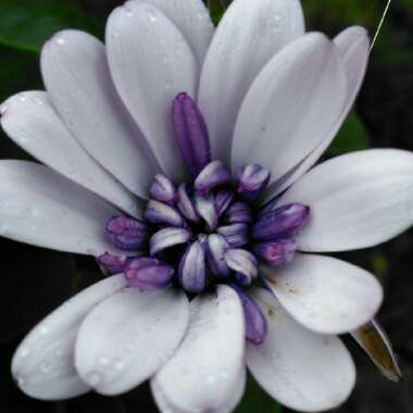 Osteospermum '3D Violet Ice'