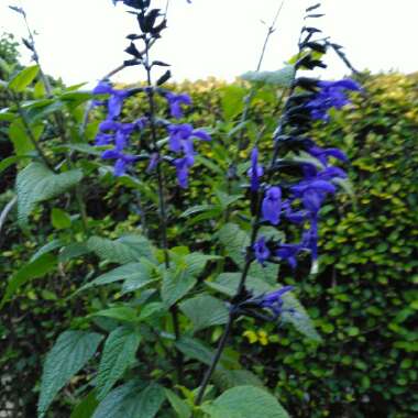 Salvia Guaranitica 'Black and Blue'