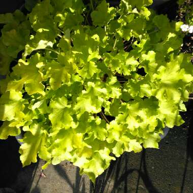 Heuchera 'Lime Marmalade'