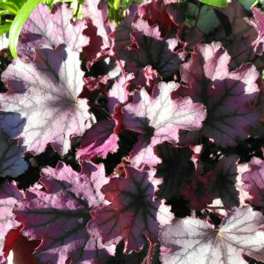 Heuchera Little Cutie 'Sugar Berry'