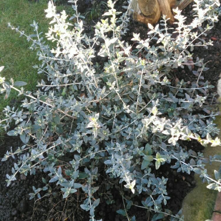 Plant image Teucrium fruticans 'Compactum'