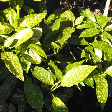 Aucuba variegata 'Crotonifolia'