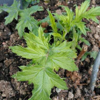 Echinops ritro 'Veitch's Blue'