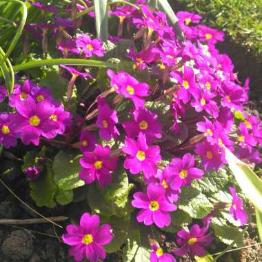 Primula vulgaris