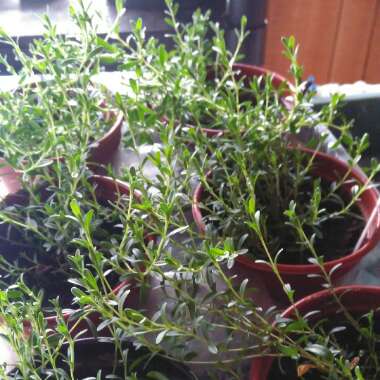 Dianthus deltoides 'Arctic Fire'