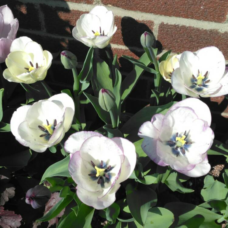 Plant image Tulipa 'Shirley'