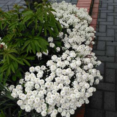 Iberis sempervirens 'Snow Cone'