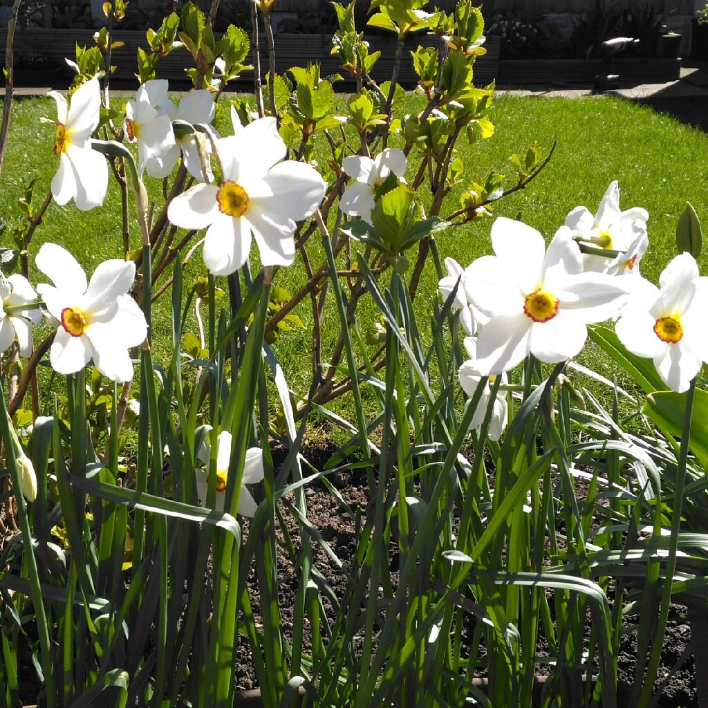 Plant image Narcissus 'Geranium' syn. Narcissus 'Advance'