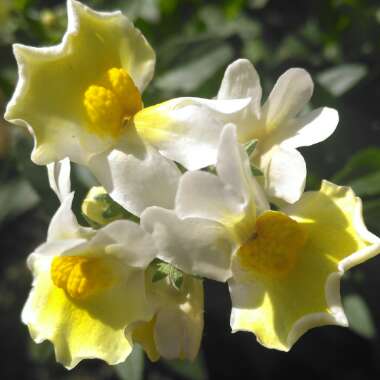 Nemesia aroma 'Banana Split'