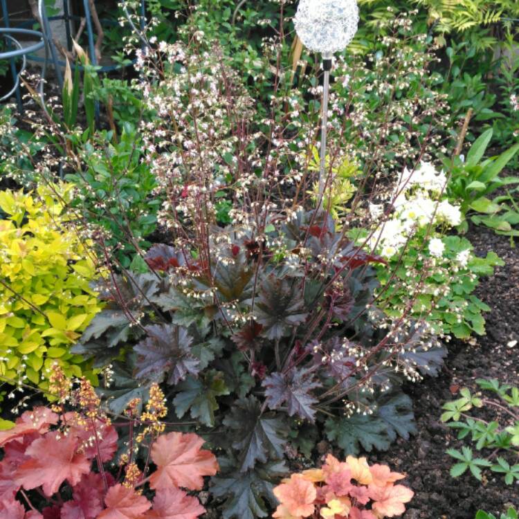 Plant image Heuchera 'Metallic Shimmer'