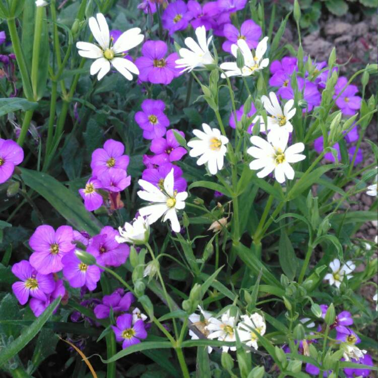 Plant image Aubrieta 'Purple Cascade'