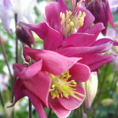 Aquilegia