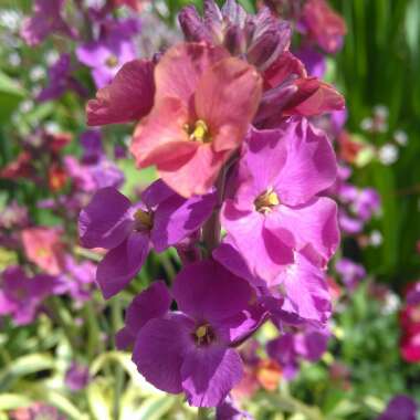 Erysimum 'Stars and Stripes'