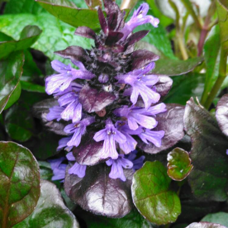 Plant image Ajuga reptans 'Binblasca' syn. Ajuga reptans 'Black Scallop'