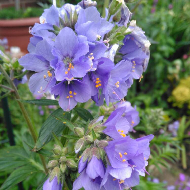 Plant image Polemonium caeruleum