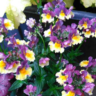 Nemesia aroma 'Rhubarb And Custard'