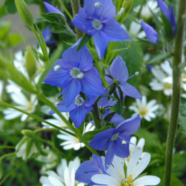 Plant image Veronica officinalis