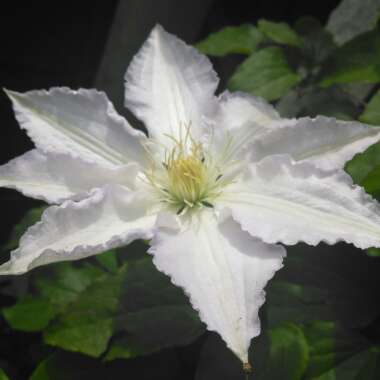 Clematis