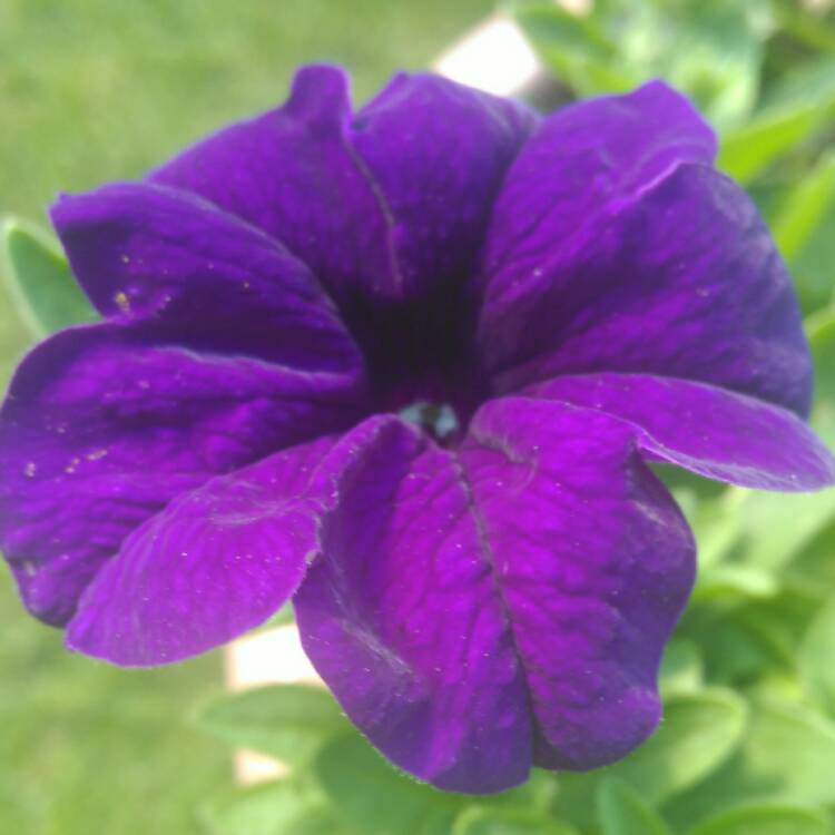 Plant image Petunia 'Cascadias Purple' (Cascadias Series) syn. Petunia 'Purple'