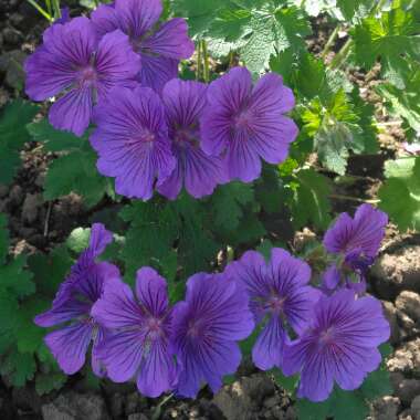 Geranium x johnsonii 'Johnson's Blue'