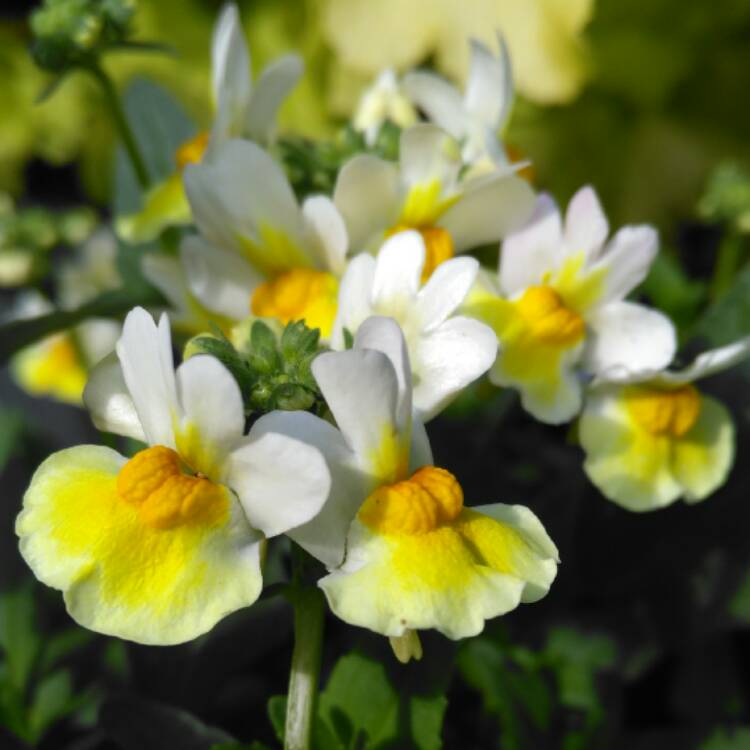 Plant image Nemesia aroma 'Banana Split'