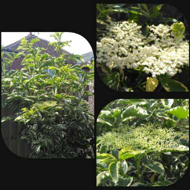 Sambucus nigra