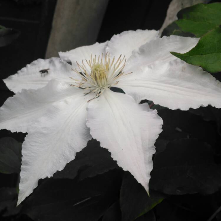 plant image 441196