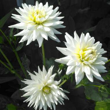 Dahlia (Border Varieties)