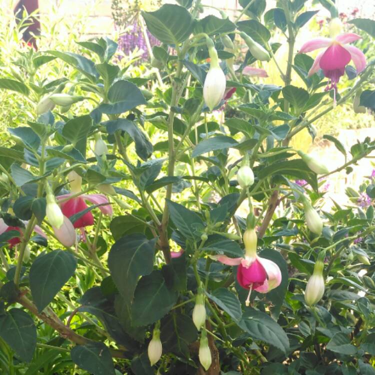 Plant image Fuchsia 'Celia Smedley'