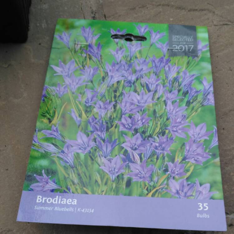 Plant image Triteleia 'Queen Fabiola' syn. Brodiaea 'Queen Fabiola'