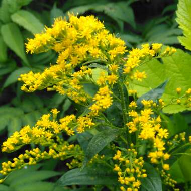 Solidago 'Goldenmosa'