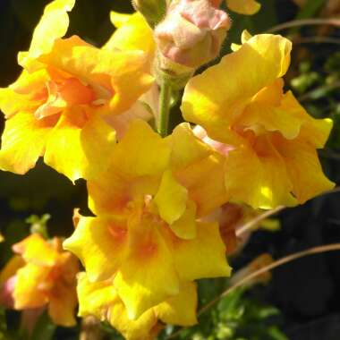 Antirrhinum majus 'Twinny Mix' (Twinny Series)