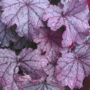 Heuchera Little Cutie 'Sugar Berry'