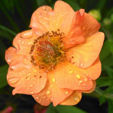 Geum 'Totally Tangerine'