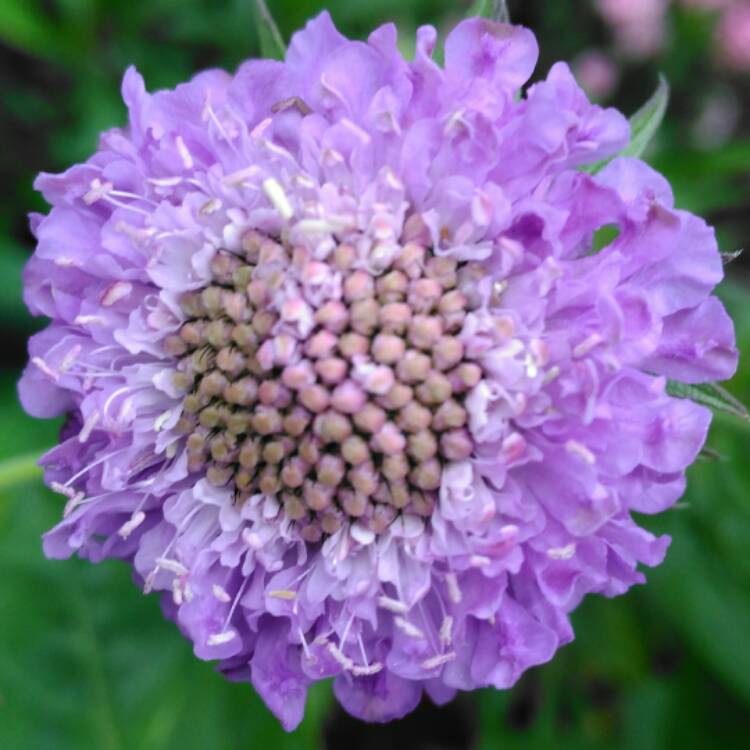 Plant image Scabiosa 'Blue Jeans'