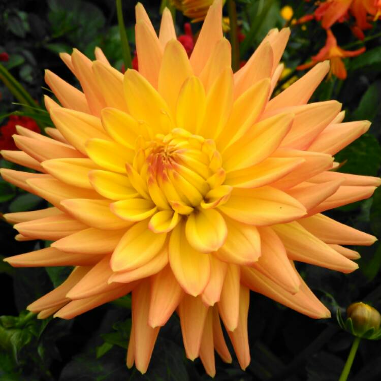 Plant image Dahlia 'Procyon'