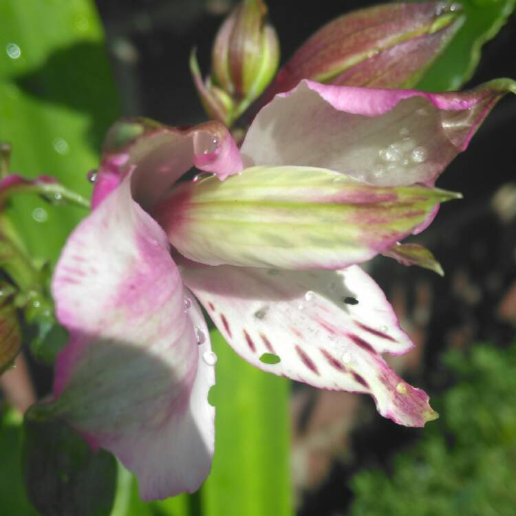 Plant image Alstroemeria 'Tesdarklin' (Inticancha Series) syn. Alstroemeria 'Inticancha Dark Purple'