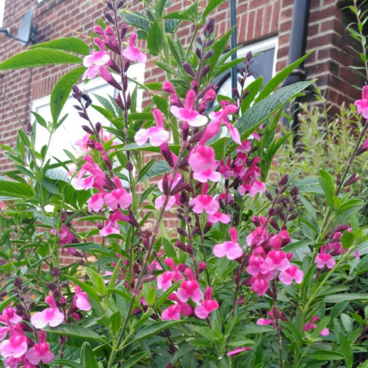 Plant image Salvia gregii 'Icing Sugar'