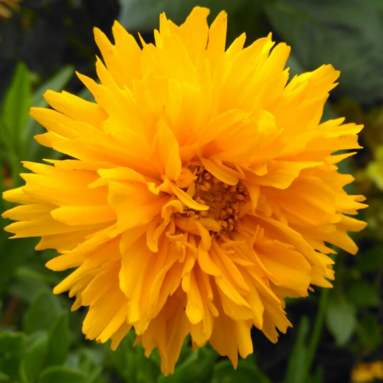 Plant image Coreopsis grandiflora 'Golden Joy'