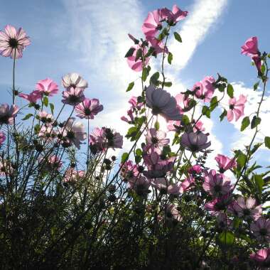 Cosmos bipinnatus 'Picotee'