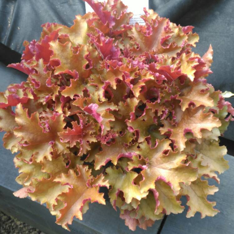 Plant image Heuchera 'September Morn'