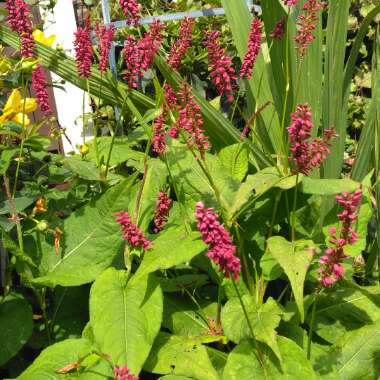 Persicaria amplexicaulis 'Firedance'