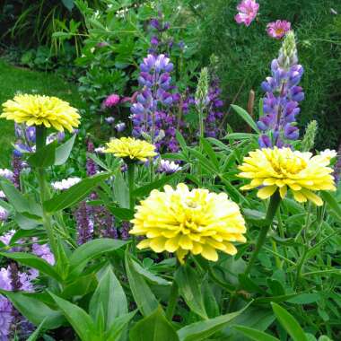 Zinnia elegans 'Envy' syn. Zinnia elegans 'Green Envy'