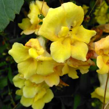 Antirrhinum majus 'Twinny Mix' (Twinny Series)